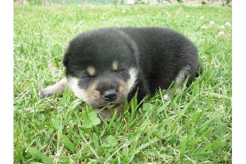 成約済の長野県の柴犬-50698の4枚目